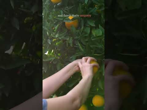 Sampling Florida Oranges at a Citrus Farm 🍊 #floridacitrus #oranges