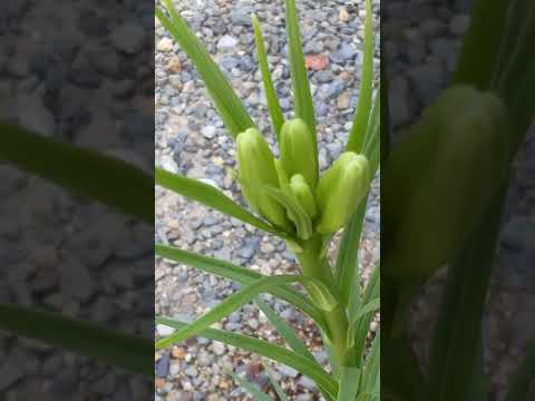 無枝の草ユリ、総状草ユリ 植物