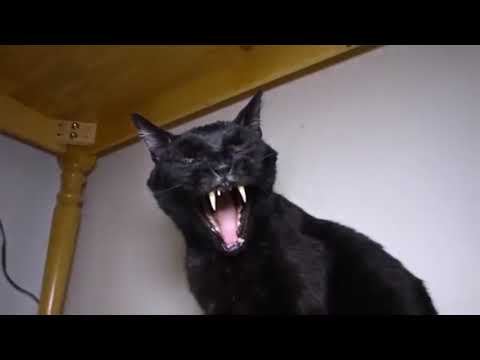 Talking Kitty Cat 25 - A Very Angry Cat (Alternate Scene)