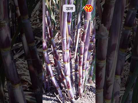 Chrocal : mineral soil conditioner for sodic soil