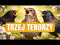 TRZEJ śpiewający TENORZY... uratują świat ?