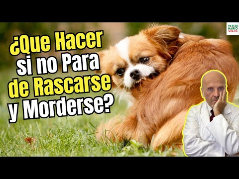 🐶❓ WHAT SHOULD I DO IF MY DOG WON'T STOP SCRATCHING AND BITING HIMSELF? 🐾🚨