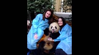 preview picture of video 'Hugging a Panda at Chengdu Panda Base near Chengdu, China'