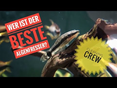 , title : 'Die besten Algenfresser für dein Aquarium'