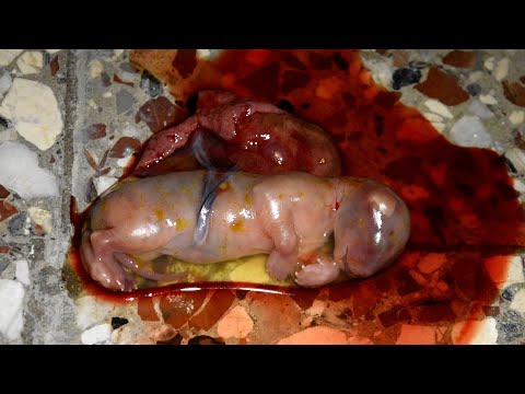 Cat miscarriage (early birth) - DISTURBING images