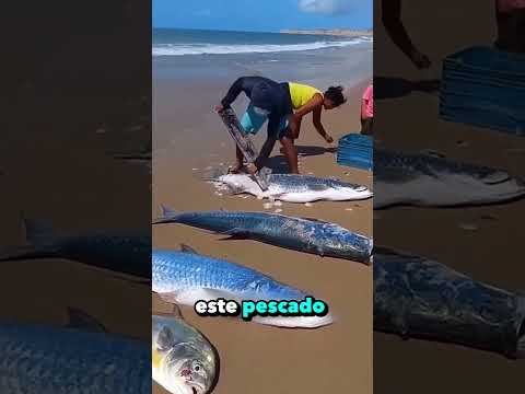 The scales of this salmon are worth a lot of money🤑