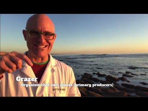Primary Producers and Grazers