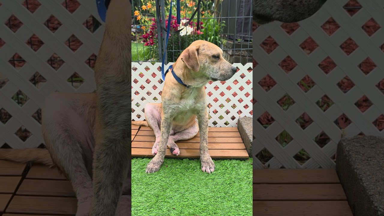 Fabien, a Adoptable mixed breed in Blairstown, NJ video 6/6