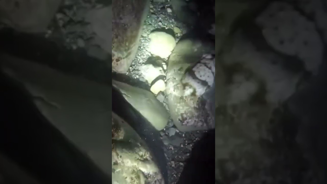 かわいいお友達