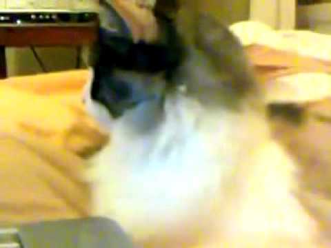 Cat Watching Meow Mix