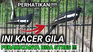 Download lagu SUMPAH ‼️ KACER INI BISA BIKIN PERAWATNYA PUTUS ASA | DR KACER TERBARU mp3