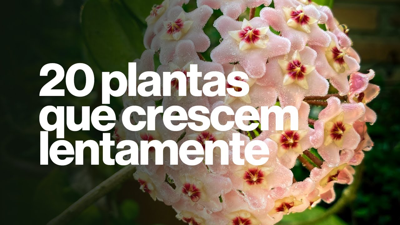 20 plantas que crescem lentamente (Plantas para jardins e dentro de casa)