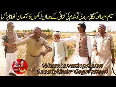 Wheat harvesting season | Saleem Albela and Goga Pasroori Funny Video