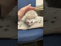 ハリネズミ（国産：チャコール♂  ）のYouTubeサムネイル画像