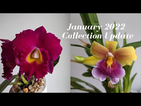 January 2022 Orchid Collection Update | Dealing with Thrips - Many Orchids Back in Bloom Though :-)