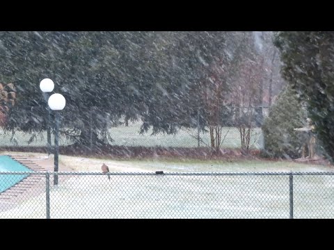 Mourning Dove & Red Cardinal in the snowfall - USA