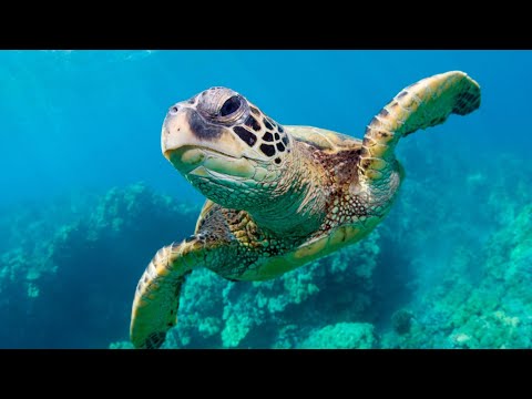 Episode V: Marine Species—The Cute Sea Turtles | Dive The Amazing Bohol