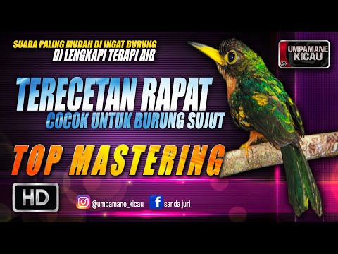 terecetan rapat cocok untuk burung sujut || TOP MASTERING MURAI BATU