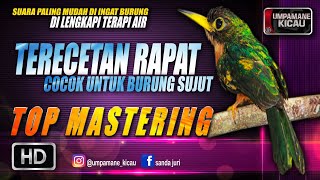 Download lagu terecetan rapat cocok untuk burung sujut || TOP MASTERING MURAI BATU mp3