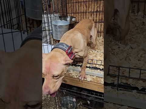 Lycan WU MEI 11 month old female APBT #itrtv #bulldog #apbt #pitbull #americanpitbullterrier #dog