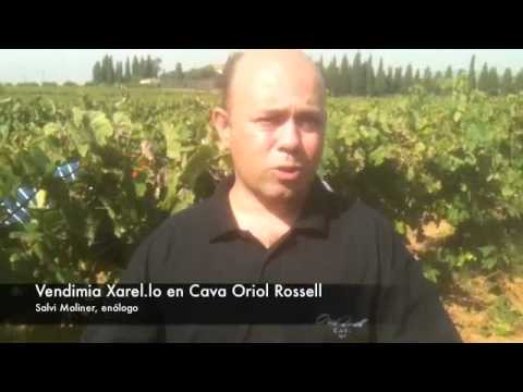 Cava Oriol Rossell - Vendimia Xarelo