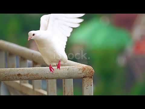 Super Slow Motion Stock Videos and Royalty Free Footage