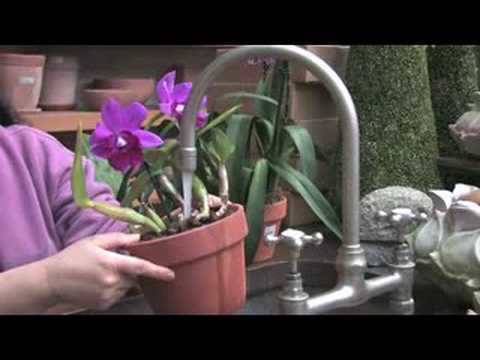 Sonia's Garden — Basic Orchid Care