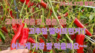 고추대 자른것, 뽑은 것, 고추잎 떨어뜨린것!! 끝물고추 어떤게 가장 잘 익을까요??