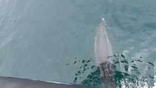 preview picture of video 'Delfin in der Bucht von Inis Oirr, Aran Islands, Irland'