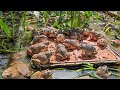 Raising 400 Frogs in a Small Pond   Raising Frogs Naturally and Growing Choy Sum The End