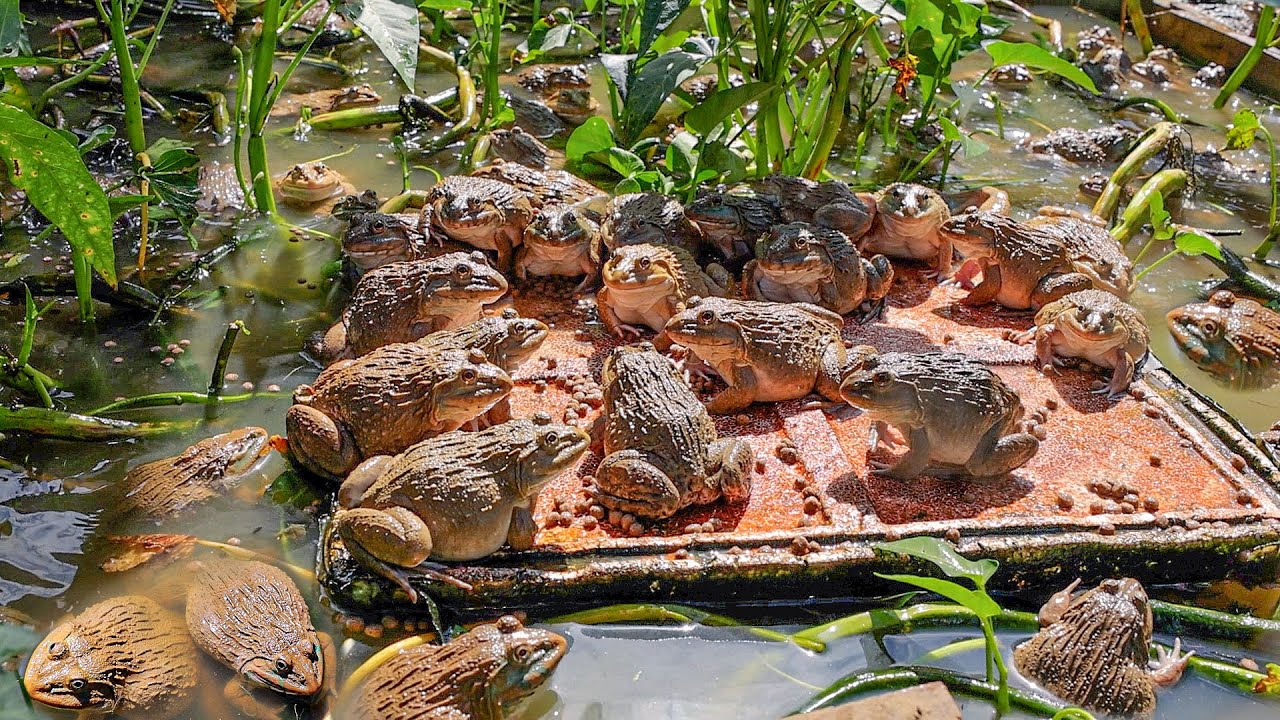 Raising 400 Frogs in a Small Pond   Raising Frogs Naturally and Growing Choy Sum The End