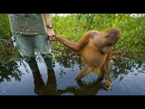 INDO365 - FLORAFAUNA - Borneo, Paradise Under Siege