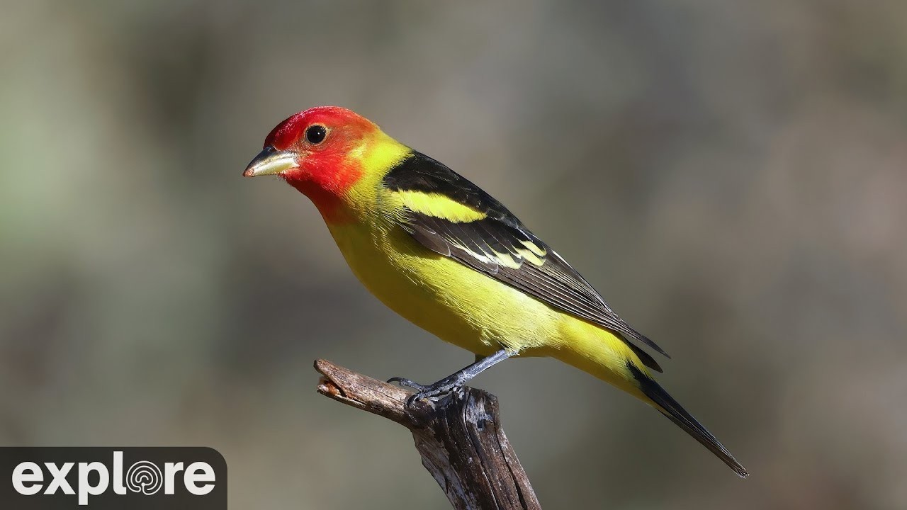Live webcam view of Ash Canyon Hummingbird Feeder Cam