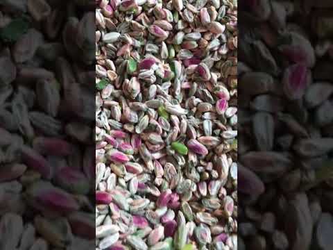 сбор и обработка ядра фисташки