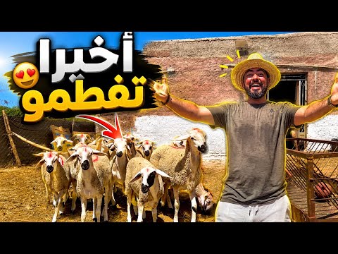    أخيراً تفطمو لخرفان 😍.. أش وقع ليهم ؟ 😱بداية الاستعداد 🤫