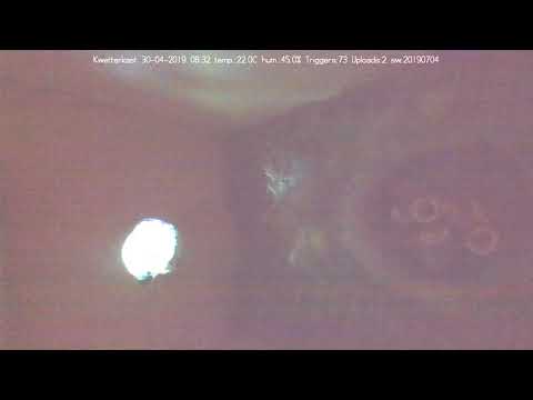 Het is vollop lente in het Slimste Vogelhuisje van Nederland