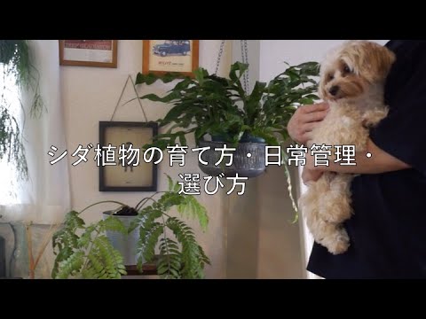 シダを室内に取り込む時期はいつ？簡単にメンテナンスするにはどうすればよいでしょうか?  庭園