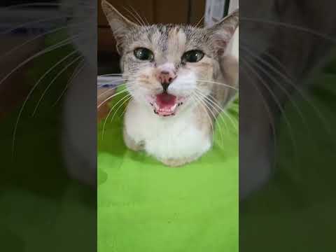 #cute beauty cat 😺😺😺😺😺🤩#animal lovers Sujatha Carestraypaws ❤