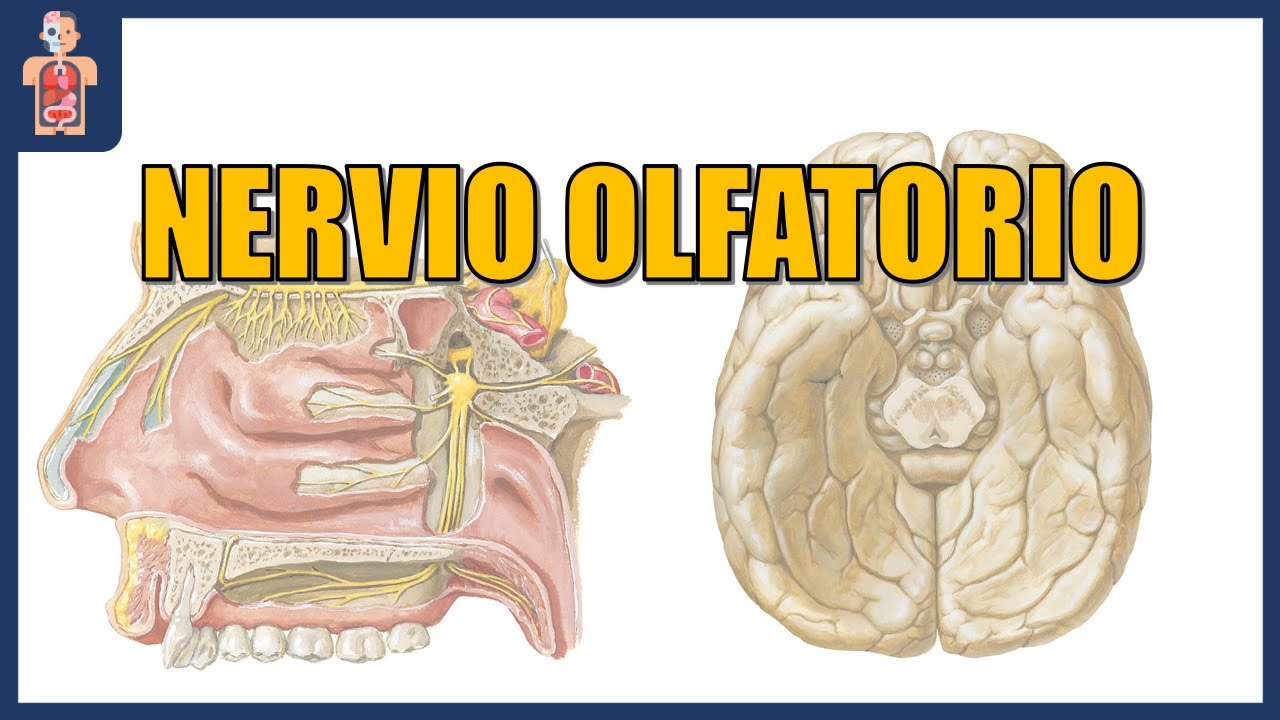 NEUROANATOMÍA - NERVIO OLFATORIO (ORIGEN Y TRAYECTO)