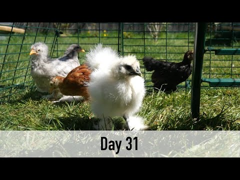 CHICK CAM: Day 31 Bantam Silkies and Cochins
