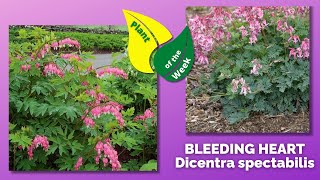 BLEEDING HEART  Dicentra spectabilis