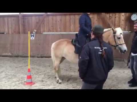 Einfacher Slalom -  Working Equitation Staraktion Pferd International München 2017