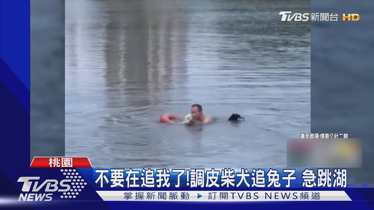 不要再追我了！　調皮柴犬追兔子急跳湖
