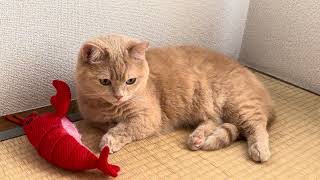 こむぎの日常（ただの猫動画）#猫#ねこ#cat#可愛い#マンチカン