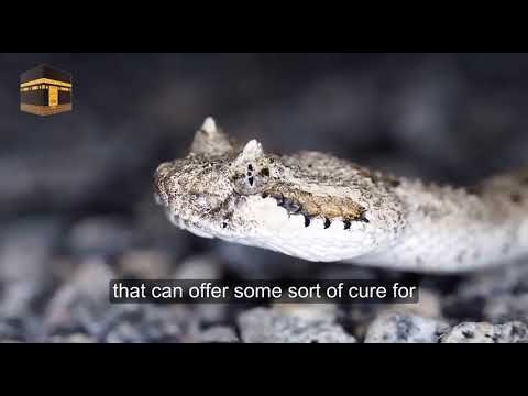 Surah Al-Fatihah The Cure | Omar Suleiman |May 2019