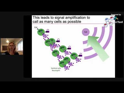 The Immune System: From Basic Knowledge to Novel Anti-tumour Treatments