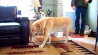 Natural holistic care - Bowen Therapy for dog/canine in Niagara.wmv