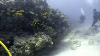 preview picture of video 'Plongée - Grand Baie Aquarium - Ile Maurice - 07/11/2013'