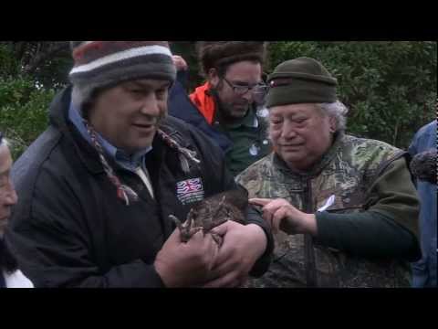 Iroquois assist DOC in relocation of rare Kiwi to Mana Island