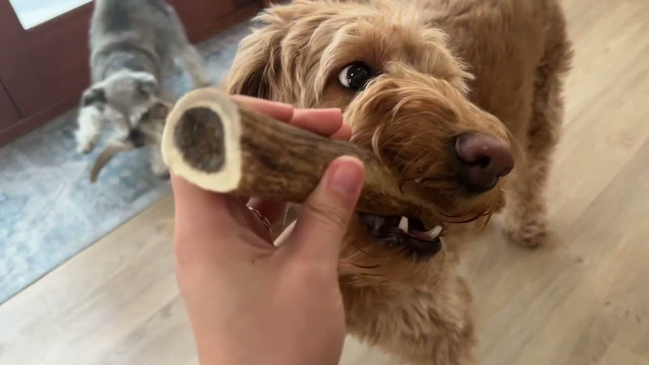 2-Pack Premium Large Elk Antler Dog Chews